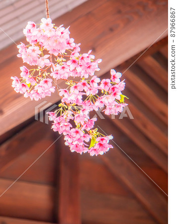 藏前神社櫻花含羞草的春天花景 藏前神社櫻花含羞草的春天花景 87966867