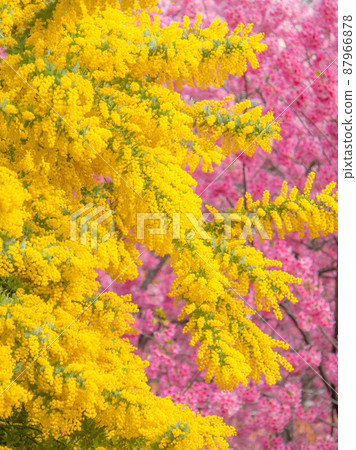 Spring flower scenery of Kuramae Shrine Sakura Mimosa 87966878