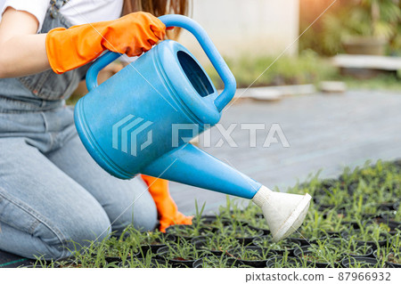 Female gardener concept a female horticulturist using the blue watering can to give the water to a lot of small sprouts in the black pot 87966932