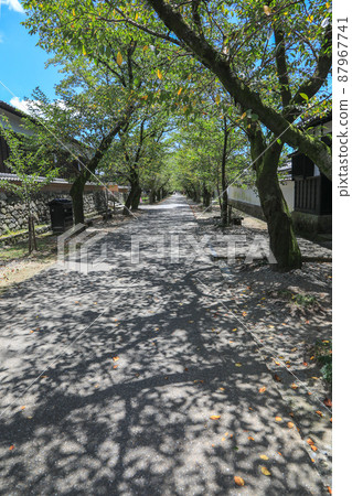 夏秋月 夏秋月 87967741