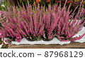 Close-up pink blooming heather pots, top view. 87968129