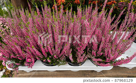 Close-up pink blooming heather pots, top view. Close-up pink blooming heather pots, top view. 87968129