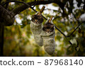 Two grey siberian kitten hanging on a tree in woolen socks. 87968140
