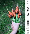 Hand holding a bunch of fresh dirty carrots  87968144