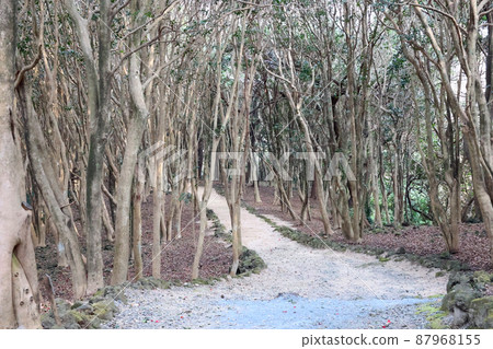 Kasama, Tsubaki group Kasama, Tsubaki group 87968155