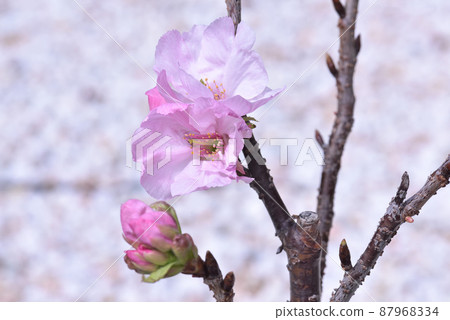 我家的櫻花 87968334