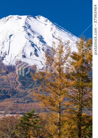 《山梨縣》富士山和忍野村的秋景 《山梨縣》富士山和忍野村的秋景 87968464