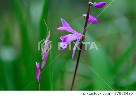 I will never forget you 87968480