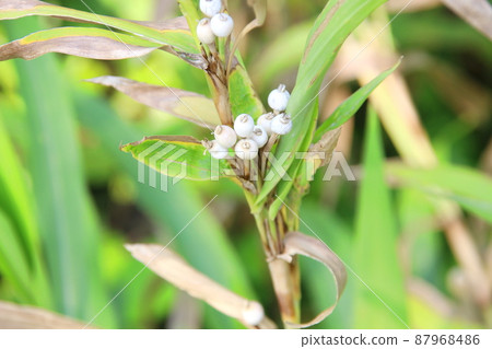 White Job's tears 's seeds and leaves. White Job's tears 's seeds and leaves. 87968486
