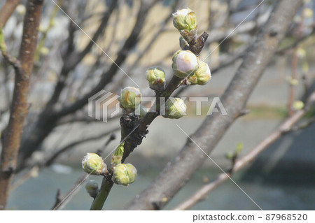 I'm your captive 87968520