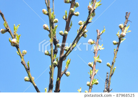 我是你的俘虜 87968525