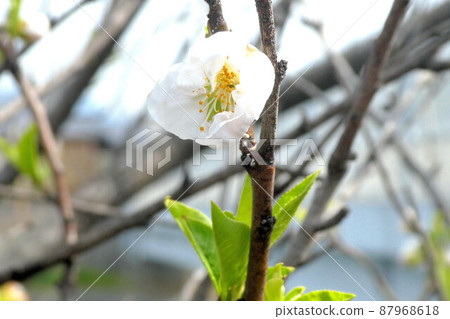 桃花 桃花 87968618