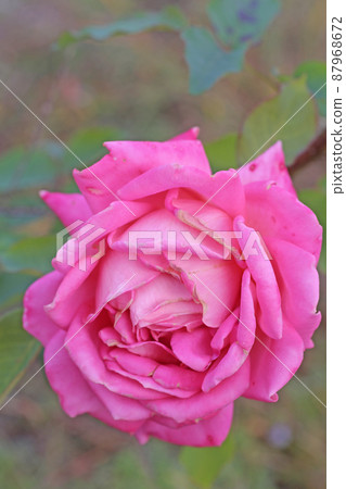 Beeffer's Rose 87968672