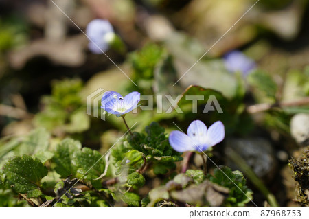 一朵可愛的波斯speedwell小花在春天的腳下...... 2 一朵可愛的波斯speedwell小花在春天的腳下...... 2 87968753