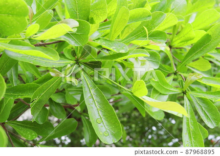 Terminalia Ivorensis Chev. leaves on branch and droplets. 87968895
