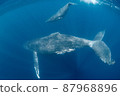 Parent and child of humpback whale 87968896