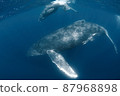 Parent and child of humpback whale 87968898