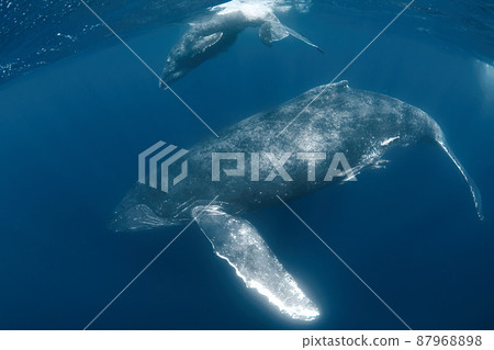 Parent and child of humpback whale Parent and child of humpback whale 87968898