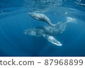 Parent and child of humpback whale 87968899