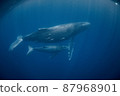 Parent and child of humpback whale 87968901