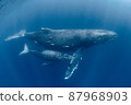 Parent and child of humpback whale 87968903