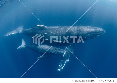 座頭鯨的父母和孩子 87968903