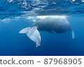Parent and child of humpback whale 87968905