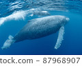 Parent and child of humpback whale 87968907