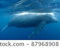 Parent and child of humpback whale 87968908