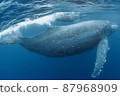 Parent and child of humpback whale 87968909