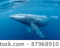 Parent and child of humpback whale 87968910