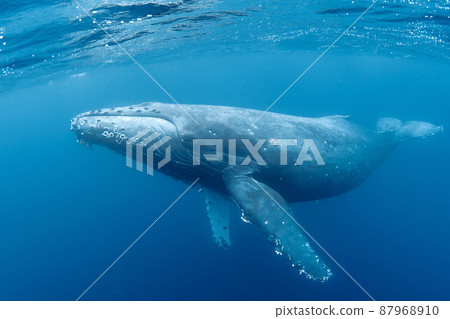 Parent and child of humpback whale 87968910