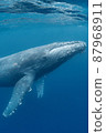 Humpback whale swimming gracefully 87968911