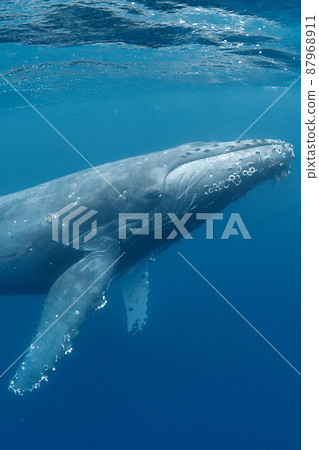 Humpback whale swimming gracefully Humpback whale swimming gracefully 87968911