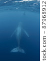 Humpback whale swimming gracefully 87968912