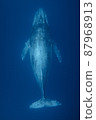Humpback whale swimming gracefully 87968913