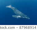 Humpback whale swimming gracefully 87968914