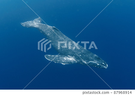 Humpback whale swimming gracefully Humpback whale swimming gracefully 87968914