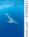 Humpback whale swimming gracefully 87968915