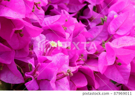 Light purple Bougainvillea flowers or paper flower. Light purple Bougainvillea flowers or paper flower. 87969011