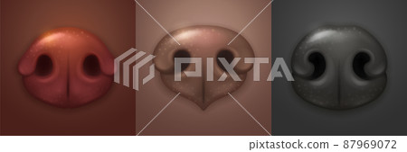 Cute dog noses, canine snout front Cute dog noses, canine snout front 87969072