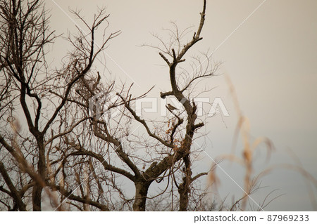 Dead tree and sparrow Dead tree and sparrow 87969233