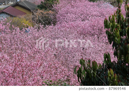 Cherry blossoms in full bloom, snow-splitting cherry blossoms on Mt. Kuwata (Susaki City, Kochi Prefecture) Cherry blossoms in full bloom, snow-splitting cherry blossoms on Mt. Kuwata (Susaki City, Kochi Prefecture) 87969546