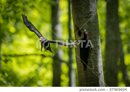 May in Hokkaido, spring of black woodpecker. 87969604