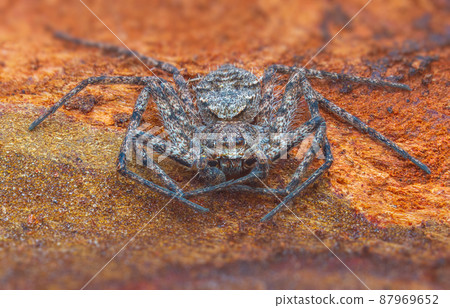 Spider Philodromus margaritatus, The Lichen Running Spider Spider Philodromus margaritatus, The Lichen Running Spider 87969652