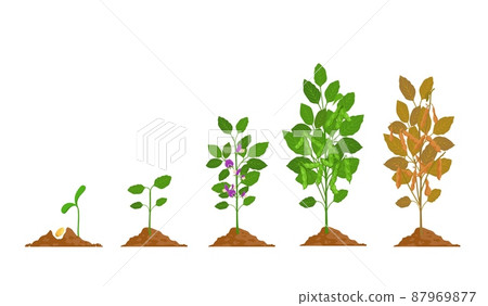 Farm soy plant with bean pod growth stages. Soybean seed, sprout, flower and ripening phase. Agriculture legume soya grow process vector set 87969877
