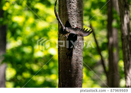 五月在北海道，黑啄木鳥的春天。 87969989