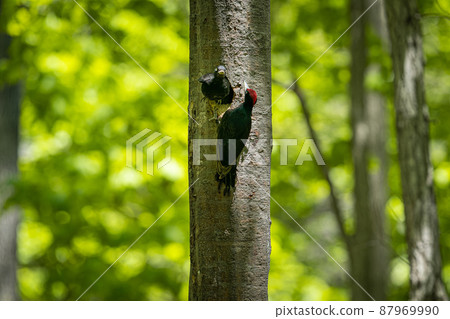 五月在北海道，黑啄木鳥的春天。 87969990