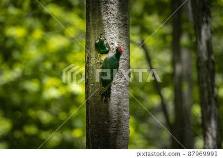 May in Hokkaido, spring of black woodpecker. May in Hokkaido, spring of black woodpecker. 87969991
