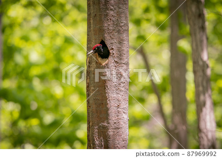 May in Hokkaido, spring of black woodpecker. May in Hokkaido, spring of black woodpecker. 87969992